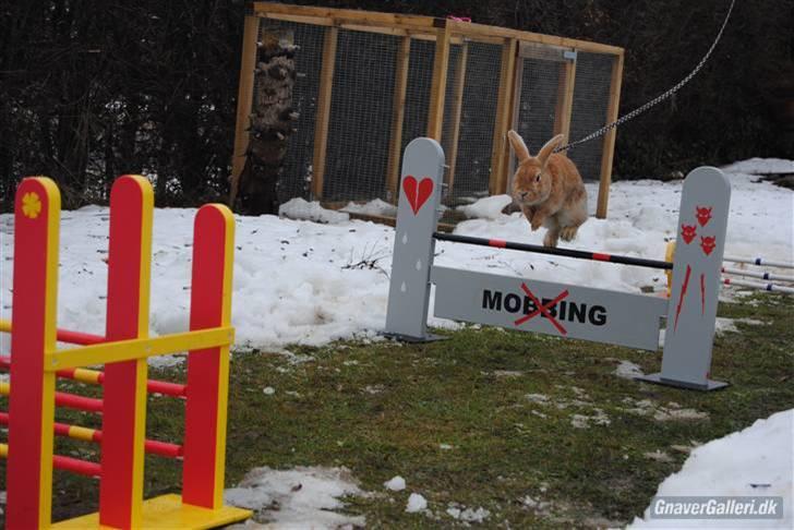 Kanin Shine my Sonny - foto; Annesofie. hopdag hos annesofie, rigtig fed dag! billede 11