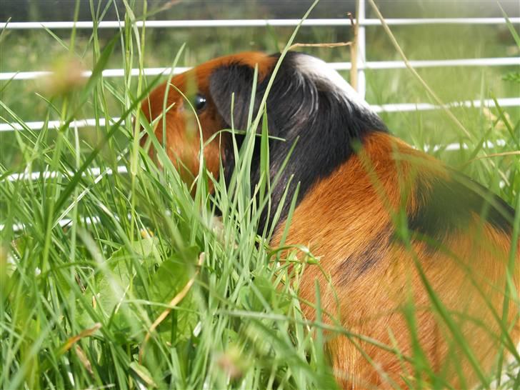 Marsvin Perle billede 8