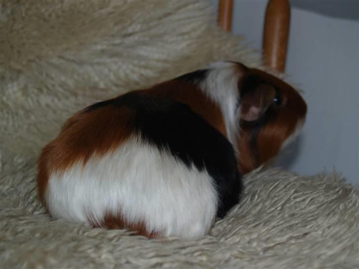 Marsvin Perle billede 9