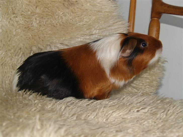 Marsvin Perle billede 12