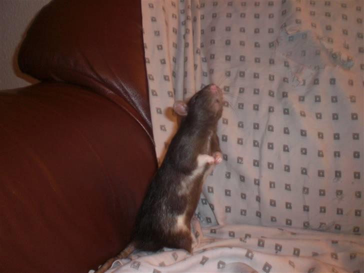 Tamrotte Victor RIP - 4/10-10 billede 1