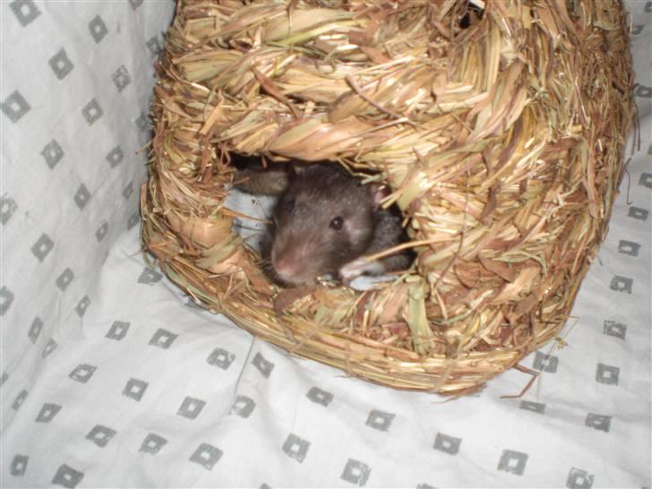 Tamrotte Victor RIP - 20/7-10 billede 2