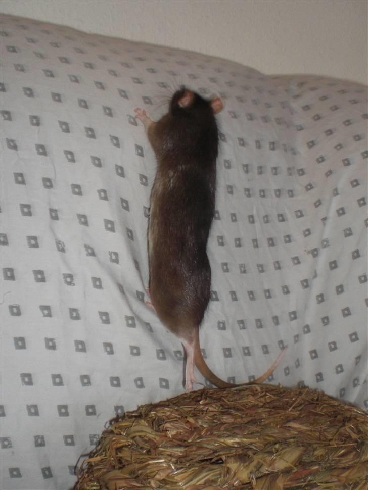 Tamrotte Victor RIP - 20/7-10 billede 3