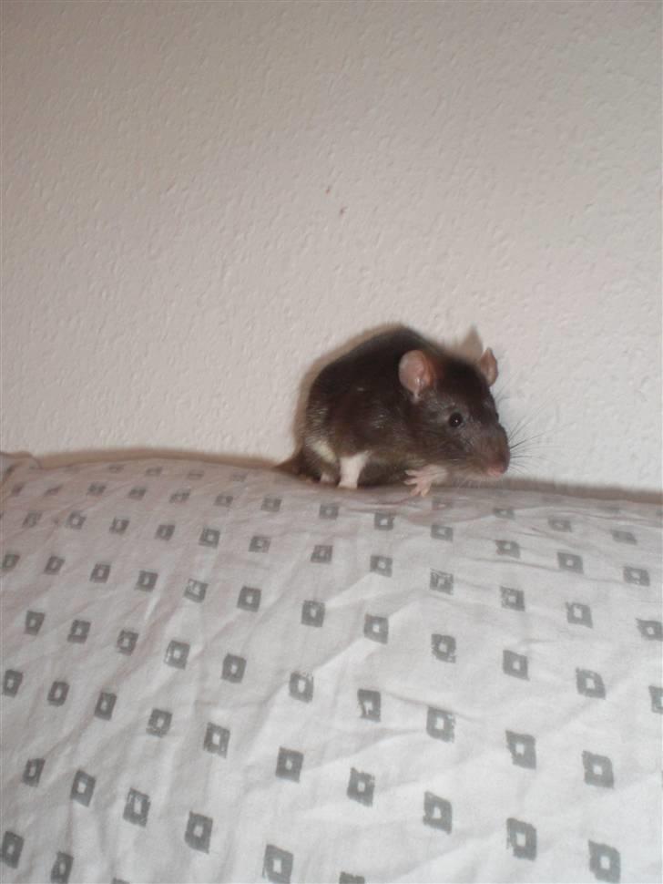 Tamrotte Victor RIP - 20/7-10 billede 4