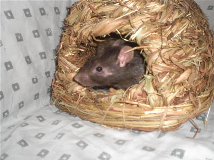 Tamrotte Victor RIP - 20/7-10 billede 5