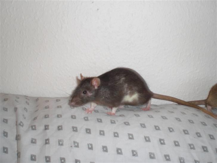 Tamrotte Victor RIP - 20/7-10 billede 6