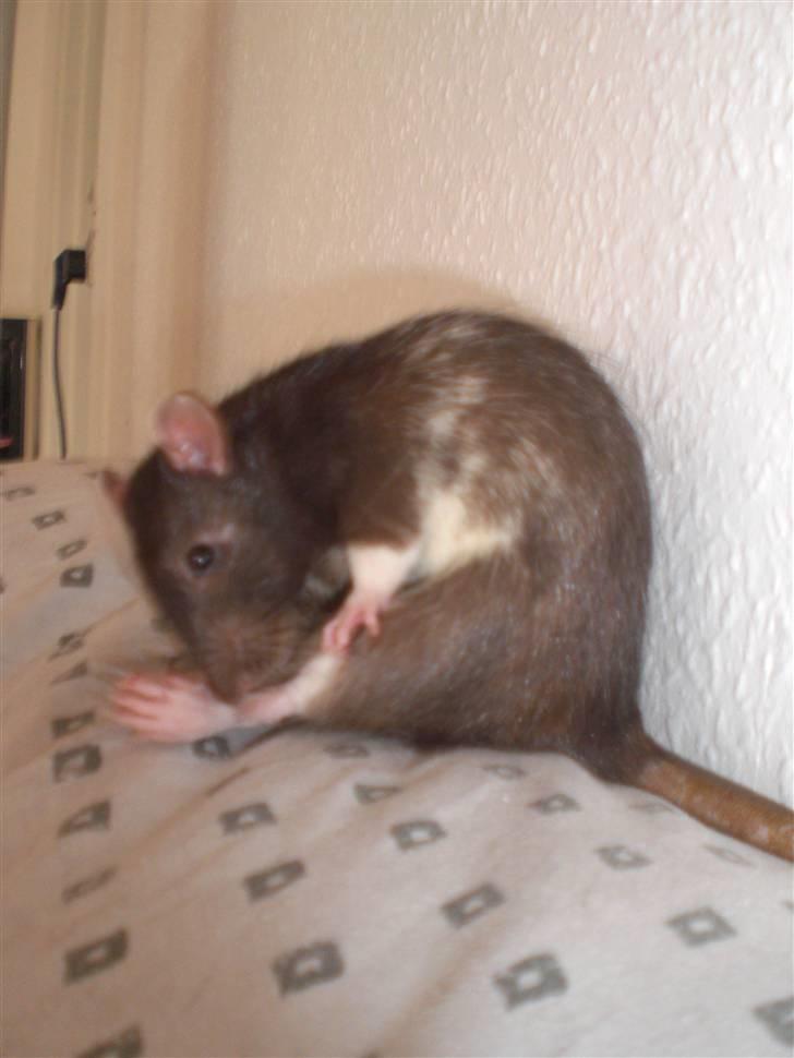 Tamrotte Victor RIP - 20/7-10 billede 7