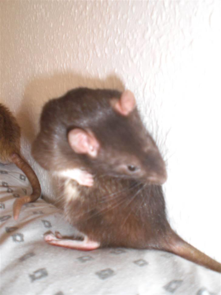 Tamrotte Victor RIP - 20/7-10 billede 8