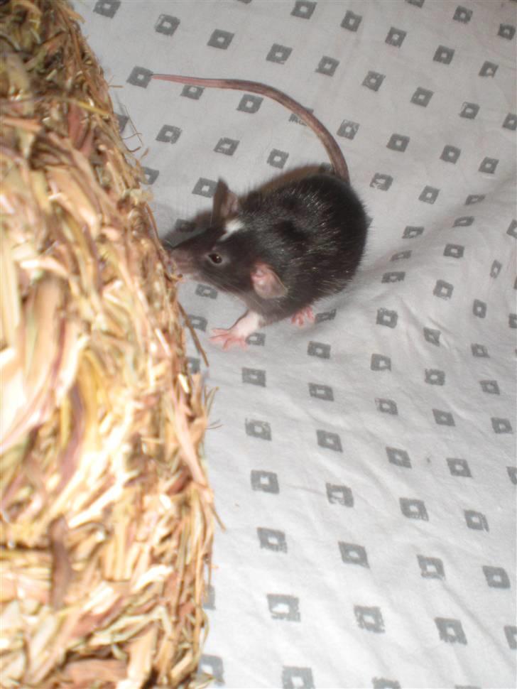 Tamrotte Vita RIP - 20/7-10 billede 5