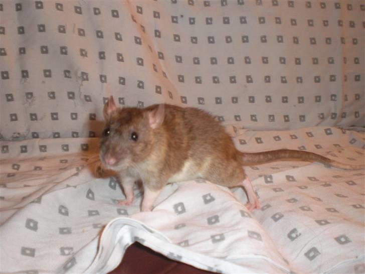 Tamrotte Faith RIP - 4/10-10. billede 11