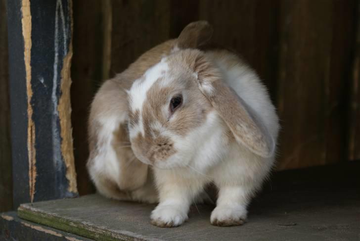 Kanin | † Ziggy's Liv R.I.P. - Uh, det klør! billede 13