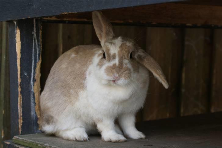 Kanin | † Ziggy's Liv R.I.P. - Gumle, gumle.. billede 14