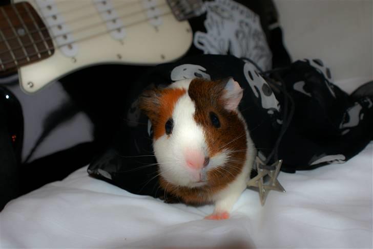 Marsvin My Jolene Surferine - Til fotosession billede 1