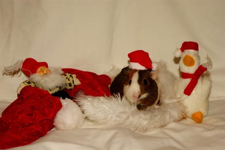 Marsvin My Jolene Surferine - I juledagene billede 2