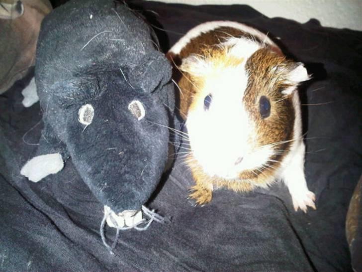 Marsvin My Jolene Surferine - Sammen med Rotten billede 3