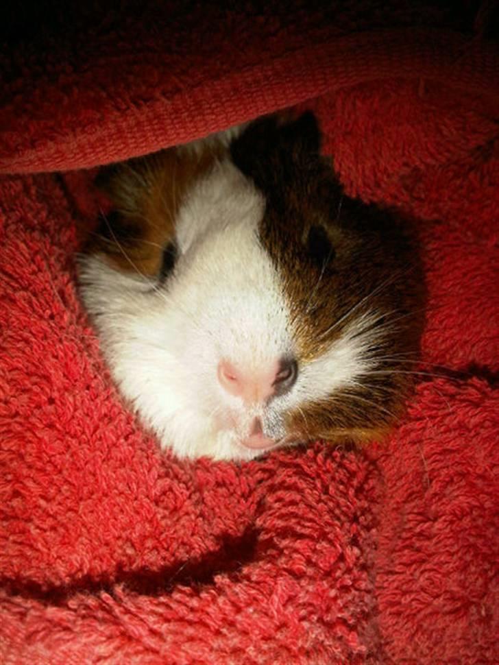 Marsvin My Jolene Surferine - Hello folks. billede 4