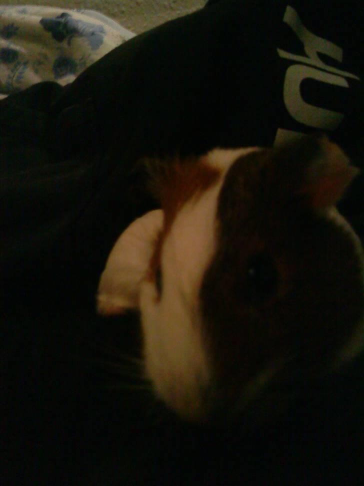 Marsvin My Jolene Surferine billede 5