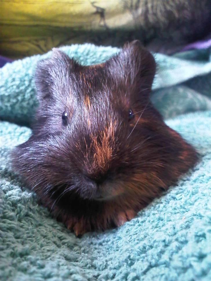 Marsvin Nimueh Ygraine Surferine billede 1