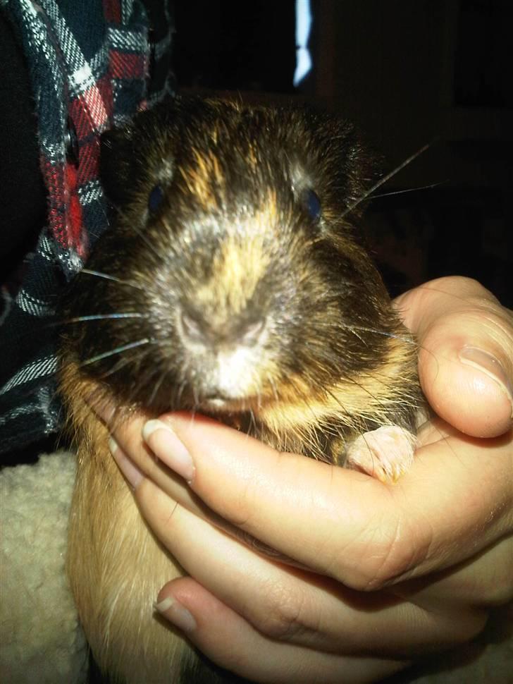 Marsvin Nimueh Ygraine Surferine - Hejsa folk billede 2