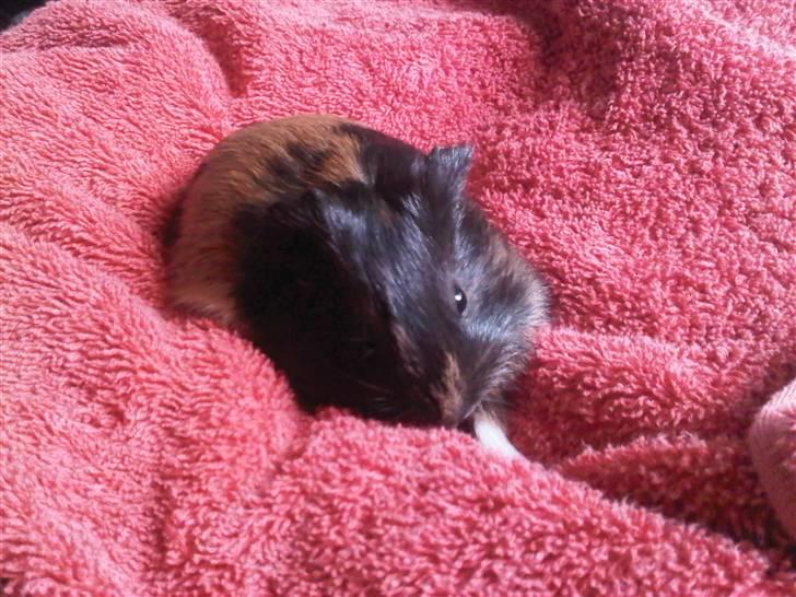 Marsvin Nimueh Ygraine Surferine - Ikke mere end 3 uger gammel billede 3