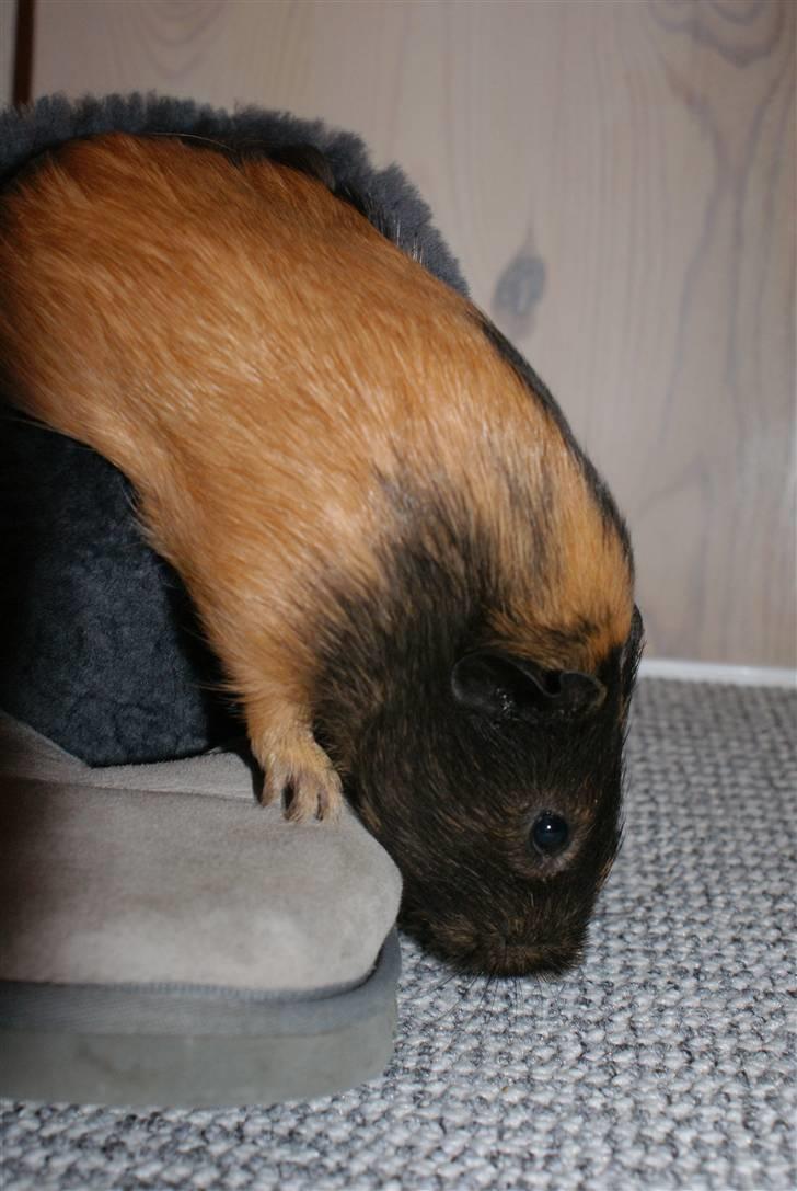 Marsvin Nimueh Ygraine Surferine - I et par Ugg´s billede 4