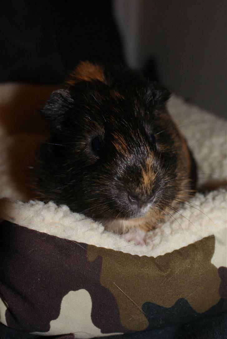 Marsvin Nimueh Ygraine Surferine billede 5