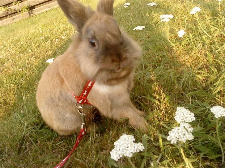 Kanin Bambi billede 1