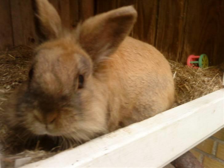 Kanin Bambi billede 2