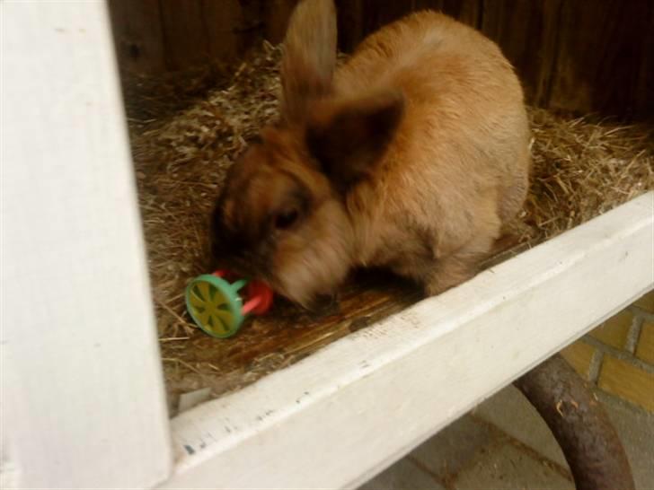 Kanin Bambi billede 3