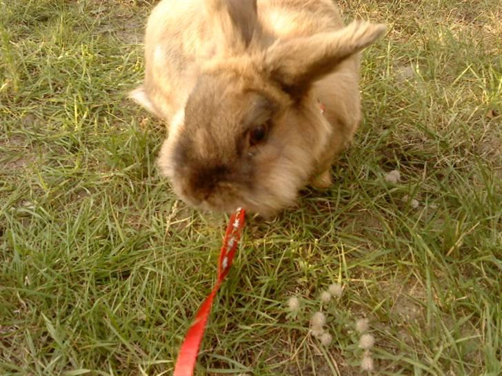 Kanin Bambi billede 4