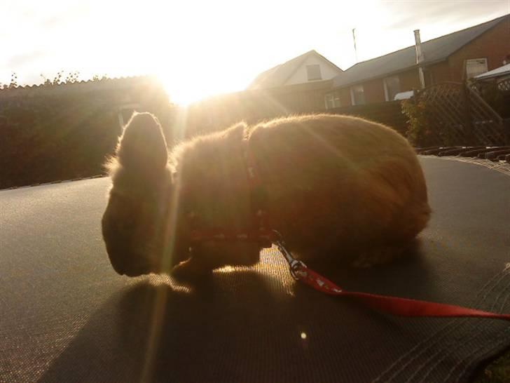 Kanin Bambi billede 5