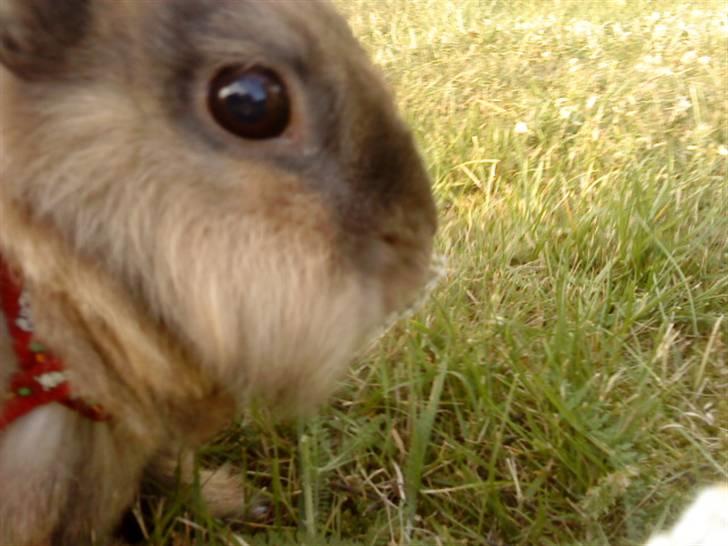 Kanin Bambi billede 6