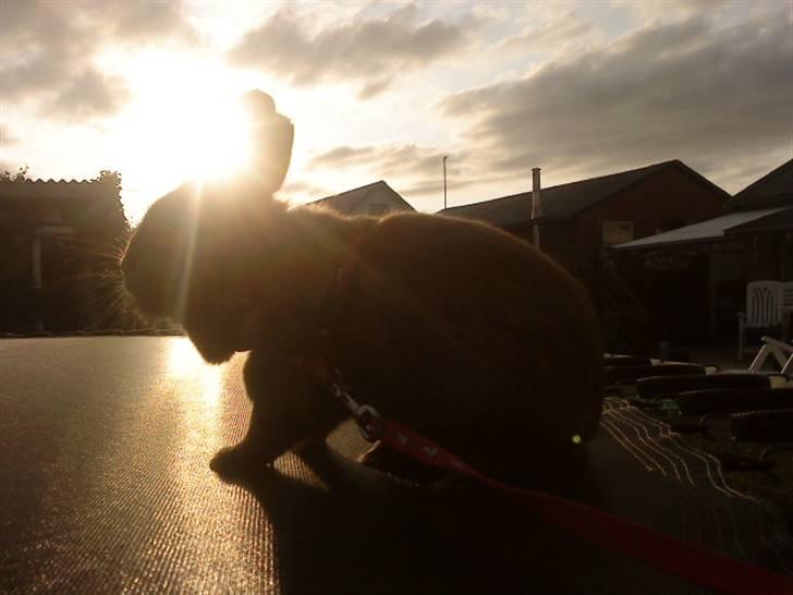 Kanin Bambi billede 7