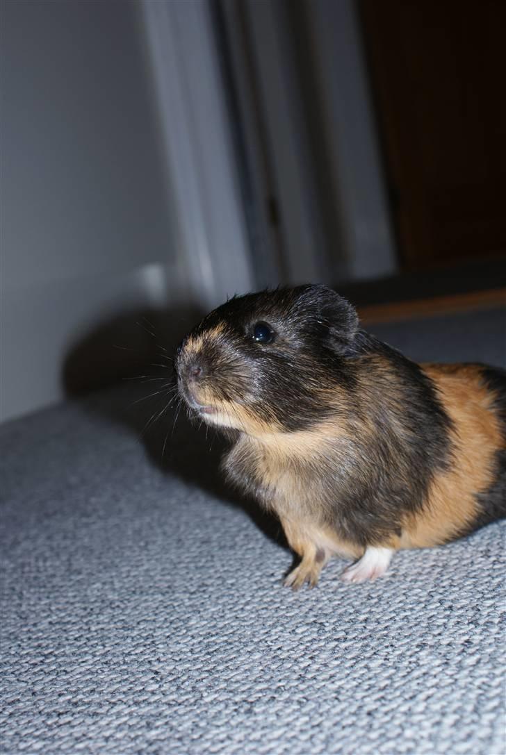 Marsvin Nimueh Ygraine Surferine - Uhh, det ser interessant ud! billede 6