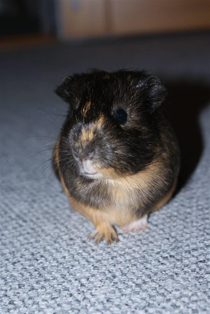 Marsvin Nimueh Ygraine Surferine billede 7