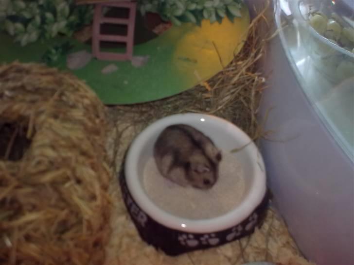 Dværghamster Buller <3. billede 1