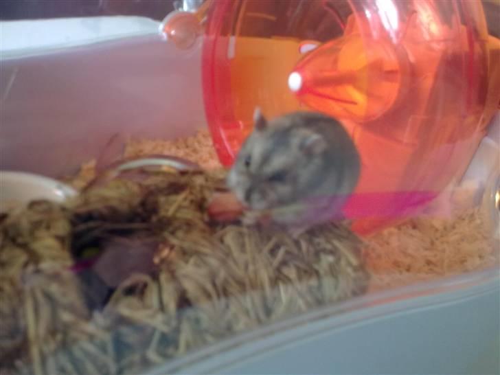 Dværghamster Buller <3. billede 2