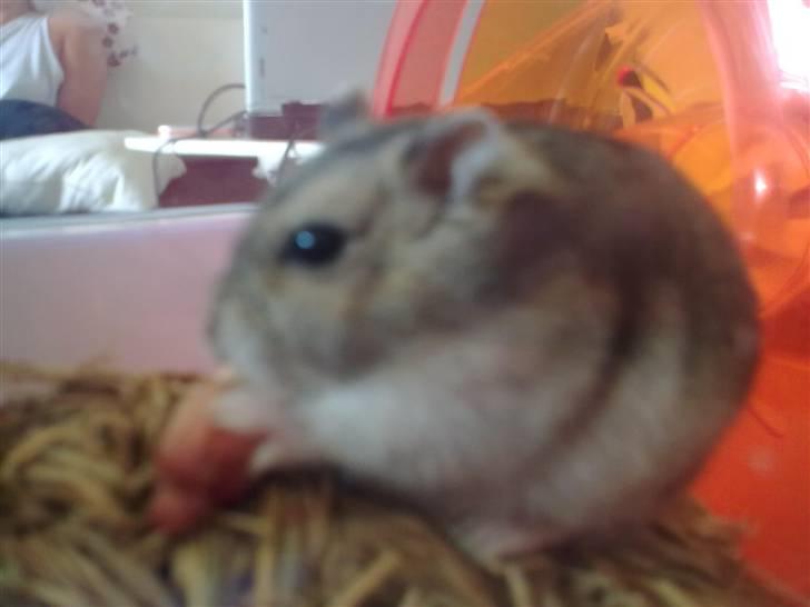 Dværghamster Buller <3. billede 3