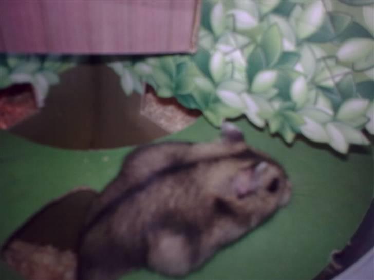 Dværghamster Buller <3. billede 4