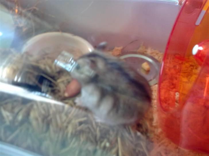 Dværghamster Buller <3. billede 5