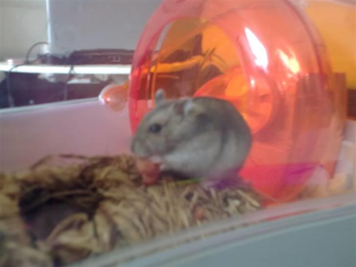 Dværghamster Buller <3. billede 6