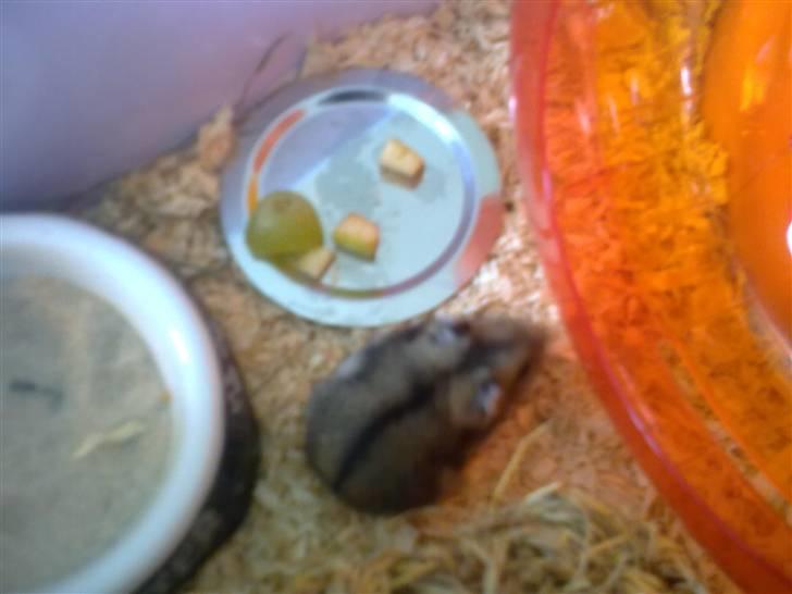 Dværghamster Buller <3. billede 7