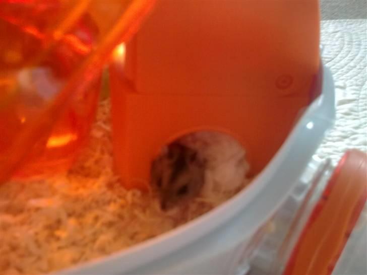 Dværghamster Buller <3. billede 8