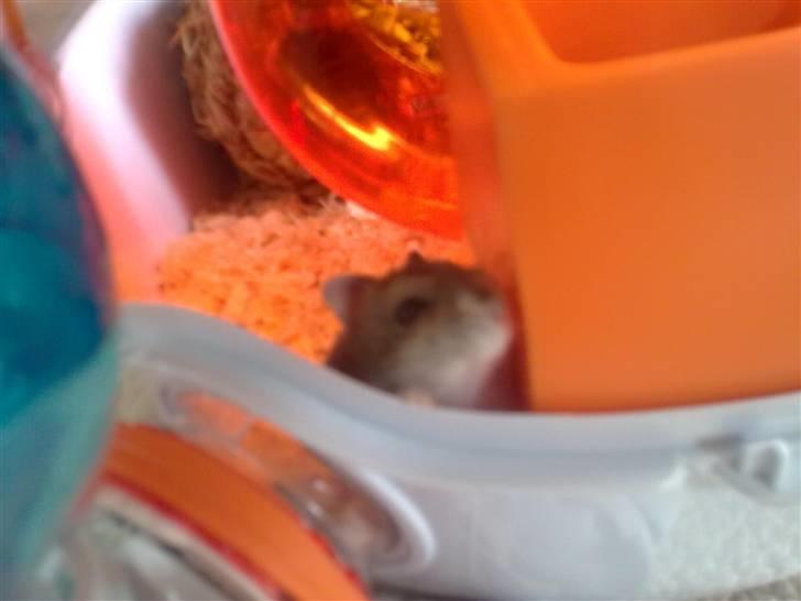 Dværghamster Buller <3. billede 9