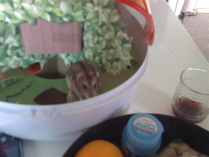 Dværghamster Buller <3. billede 10