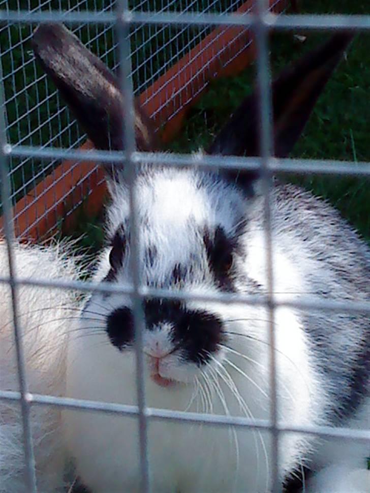 Kanin Snuske my soulmate<33 - Lytter lige :P billede 10