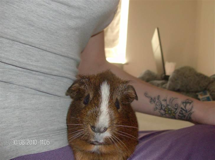 Marsvin King John John Carlos<3 billede 1