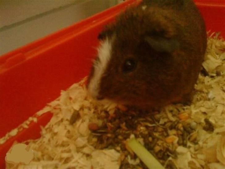 Marsvin King John John Carlos<3 billede 2