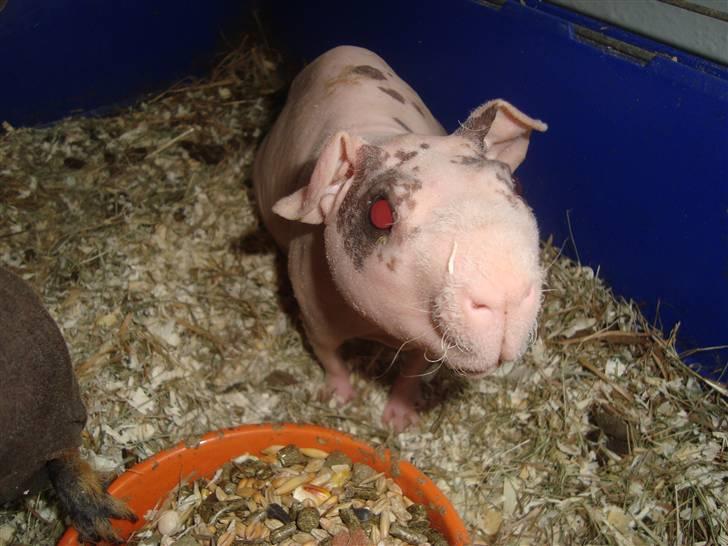 Marsvin Oops Överste Filip billede 2