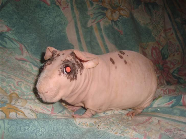 Marsvin Oops Överste Filip billede 3